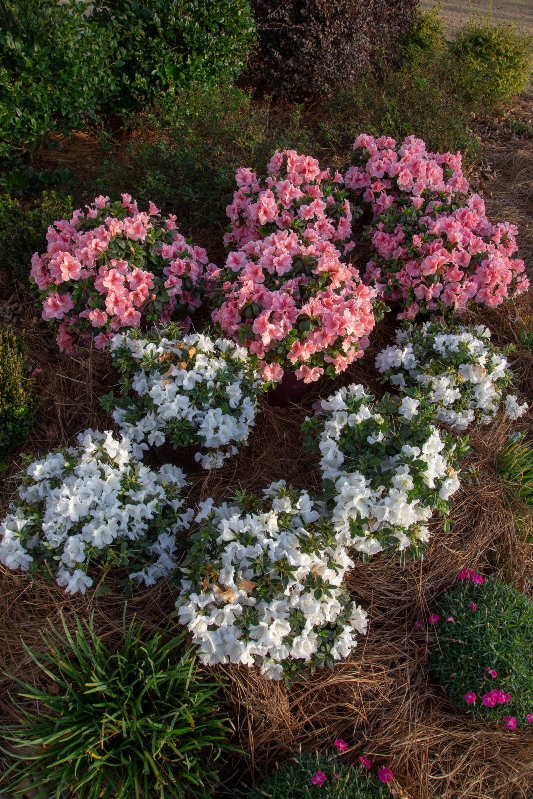 Autumn Ivory® | Encore Azalea