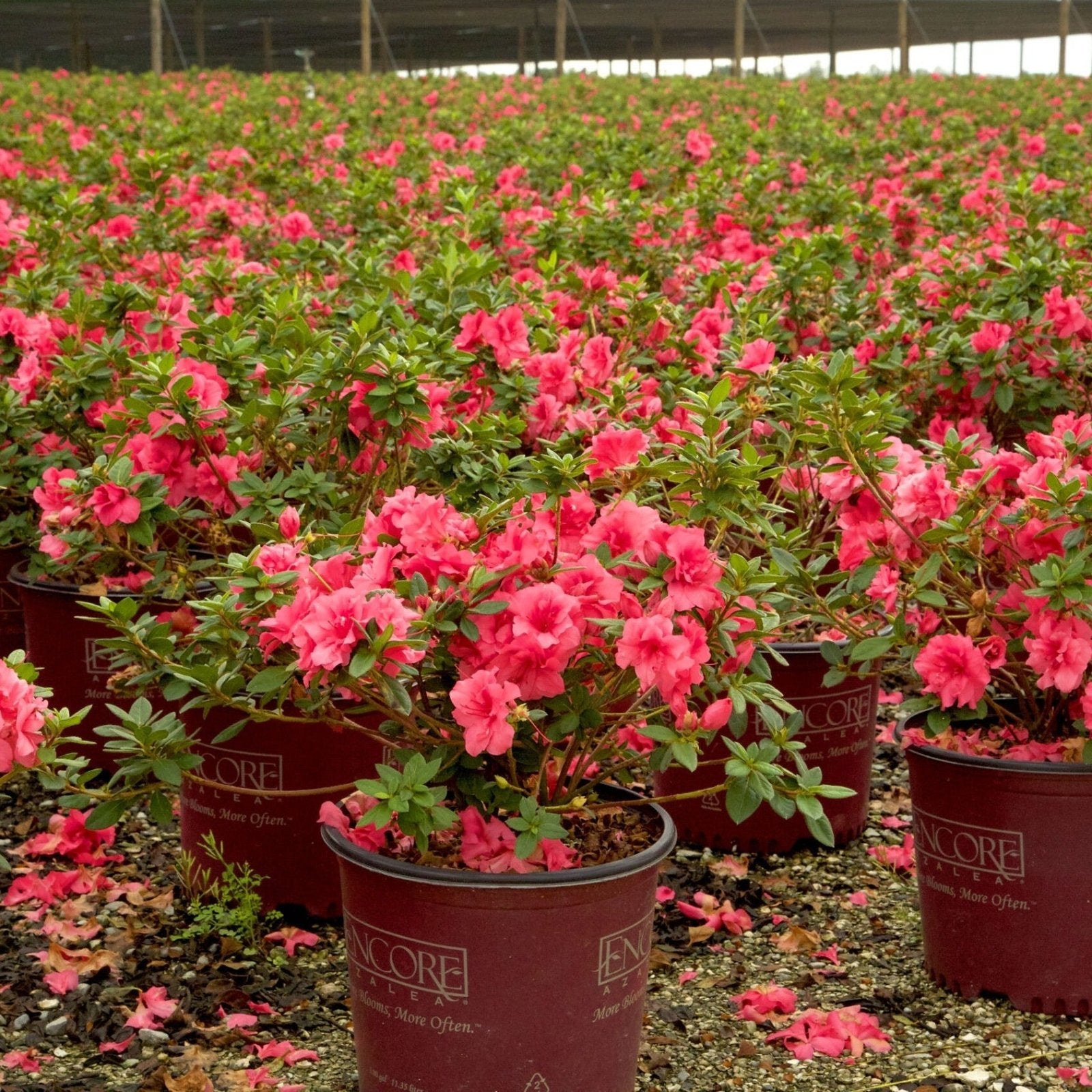 Autumn Carnation® | Encore Azalea