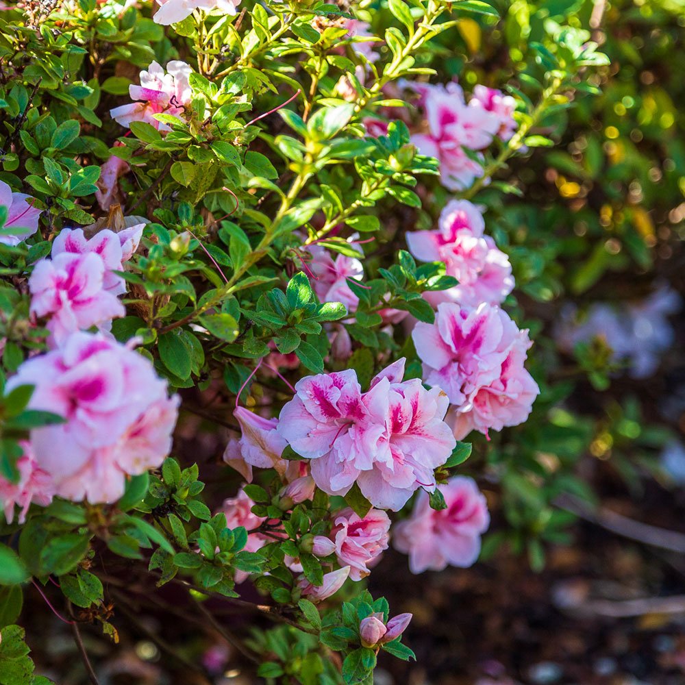 Autumn belle azalea bush with multiple blooms