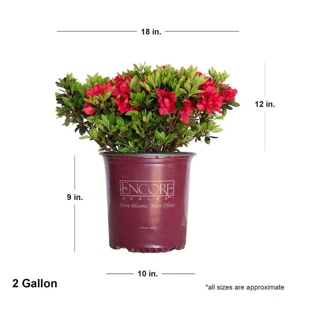 Autumn Fire Azalea reblooming red flowers