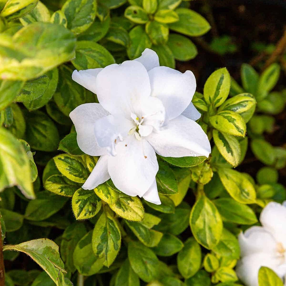 Autumn Moonstruck™ | Encore Azalea