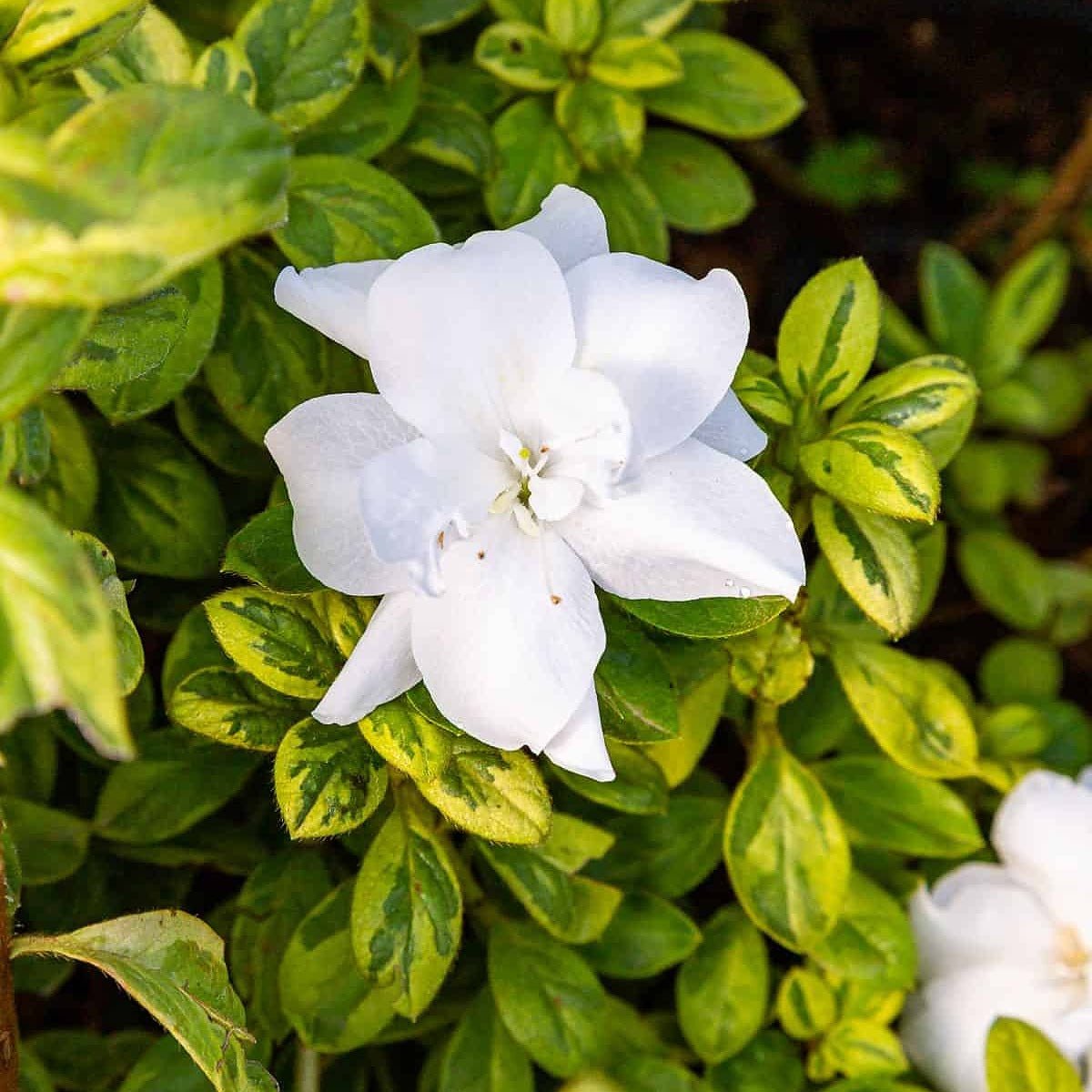 Autumn Moonstruck™