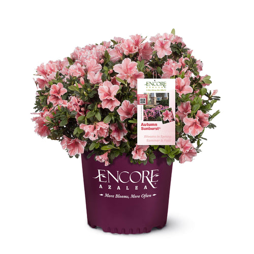 Autumn Sunburst® | Encore Azalea