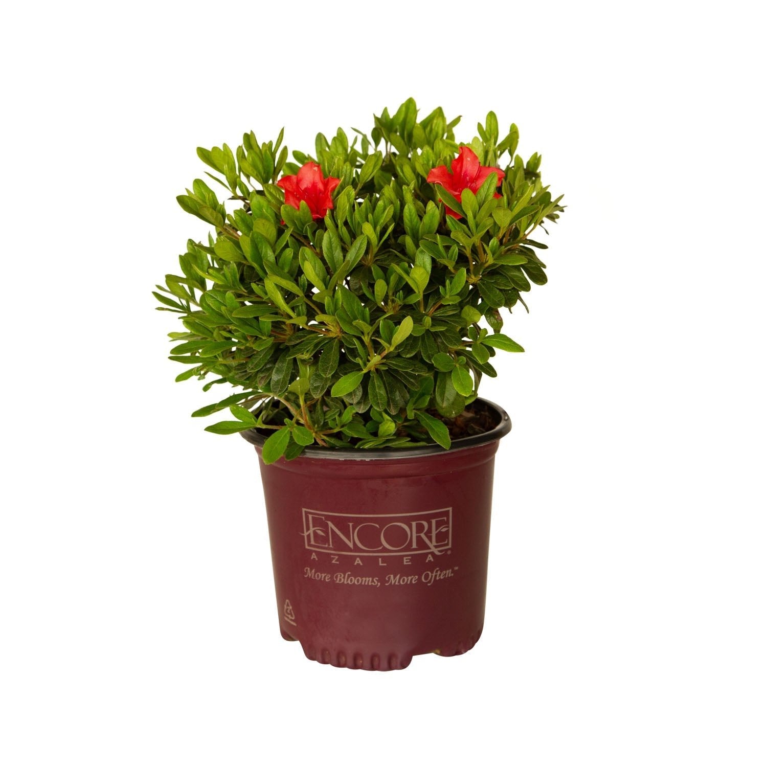 1 Gallon Encore Azalea Autumn Sunset for sale with red blooms and bright green foliage in a maroon Encore Azalea brand pot on a white background
