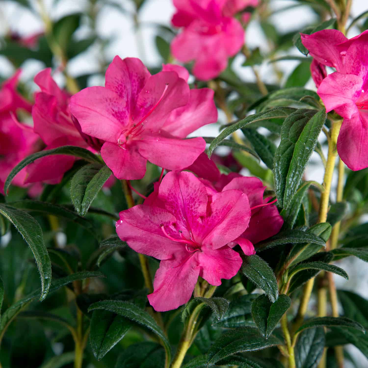 Pink azalea blooms on evergreen foliage of Encore Azalea Autumn Jewel