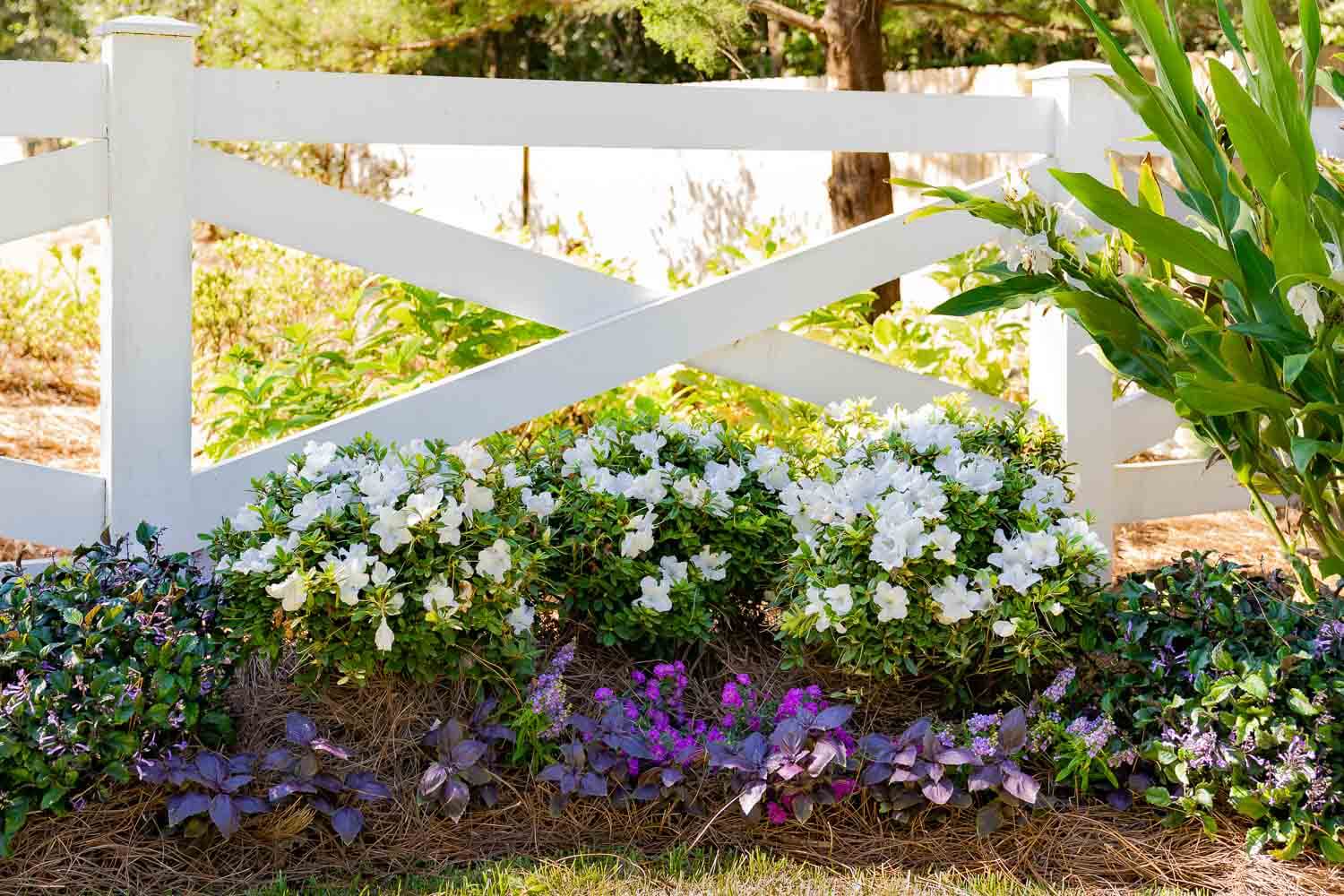 Encore Azalea Autumn Ivory with white flowers blooming in a layered landscape bed in front of a white fence
