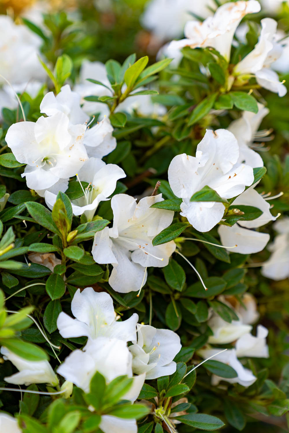 azalea lily white Autumn Ivory®