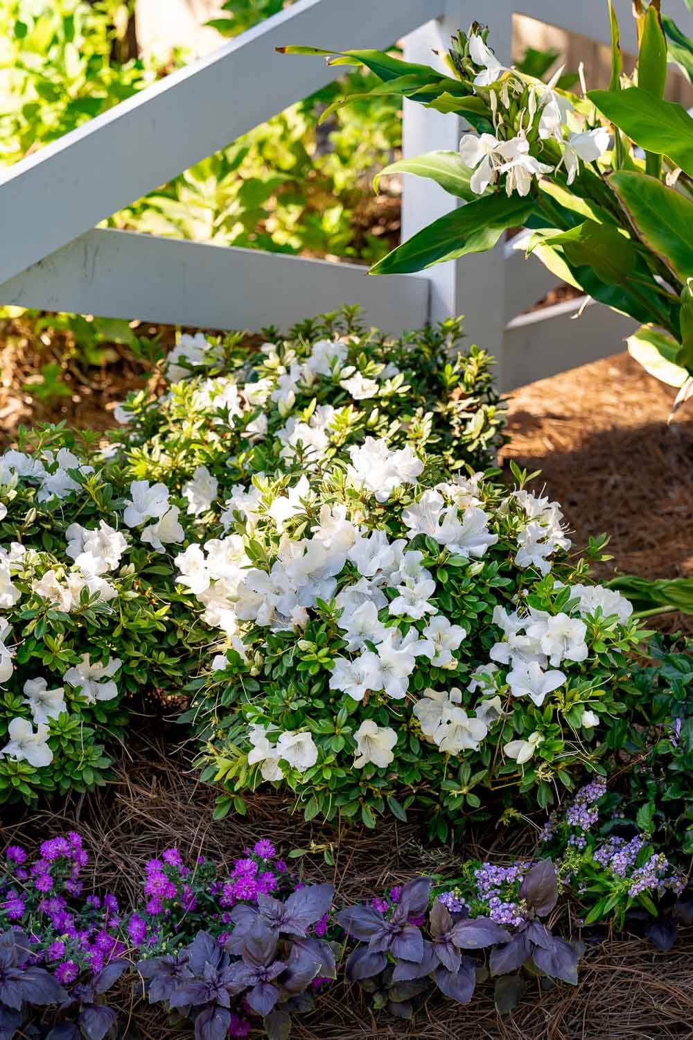 Encore Azalea Autumn Ivory with white flowers blooming in a layered landscape bed in front of a white fence