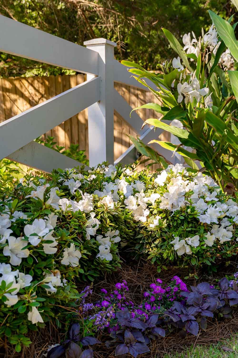 Encore Azalea Autumn Ivory with white flowers blooming in a layered landscape bed in front of a white fence