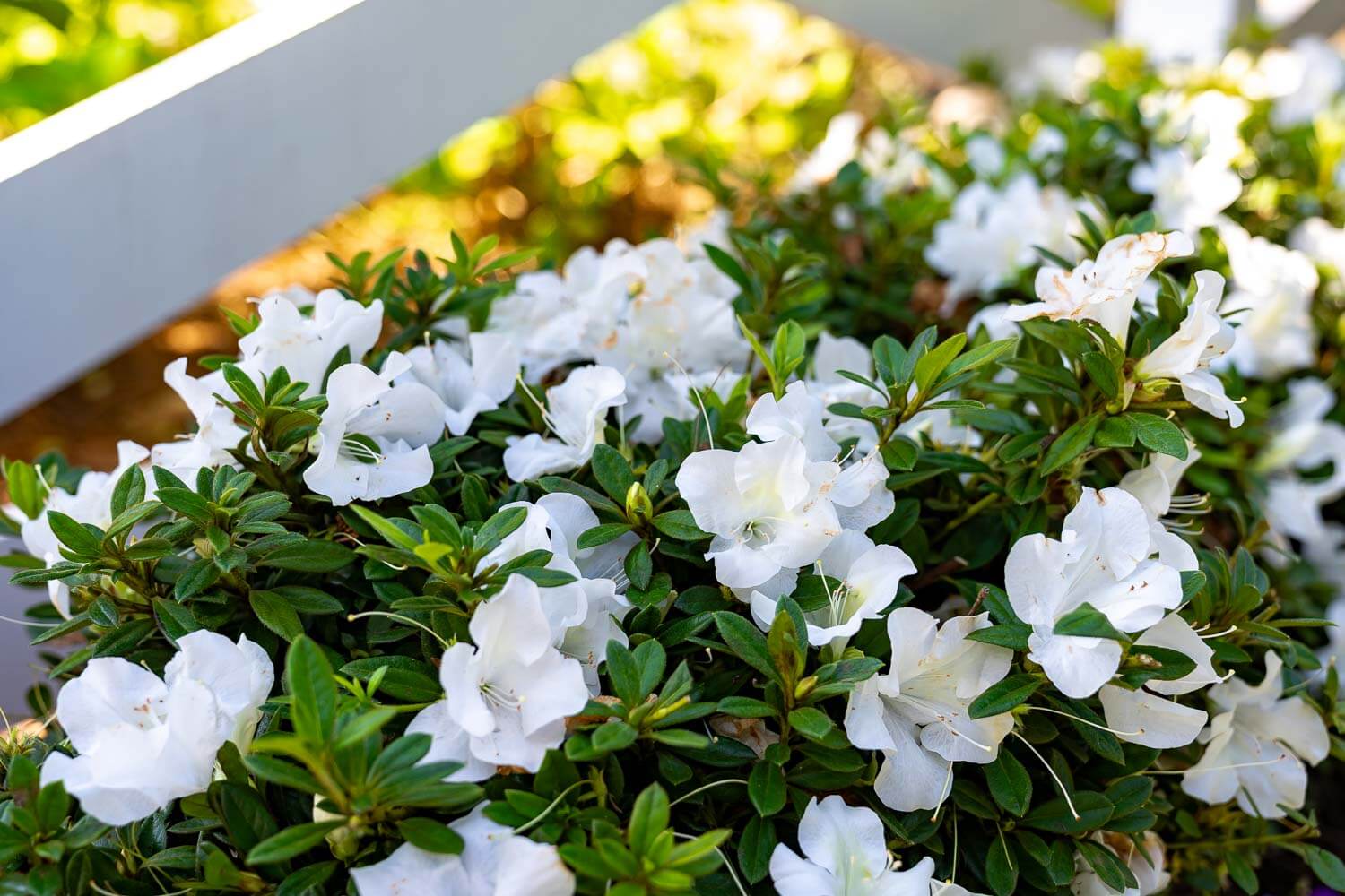 Encore Azalea Autumn Ivory with white flowers growing against a white picket fence
