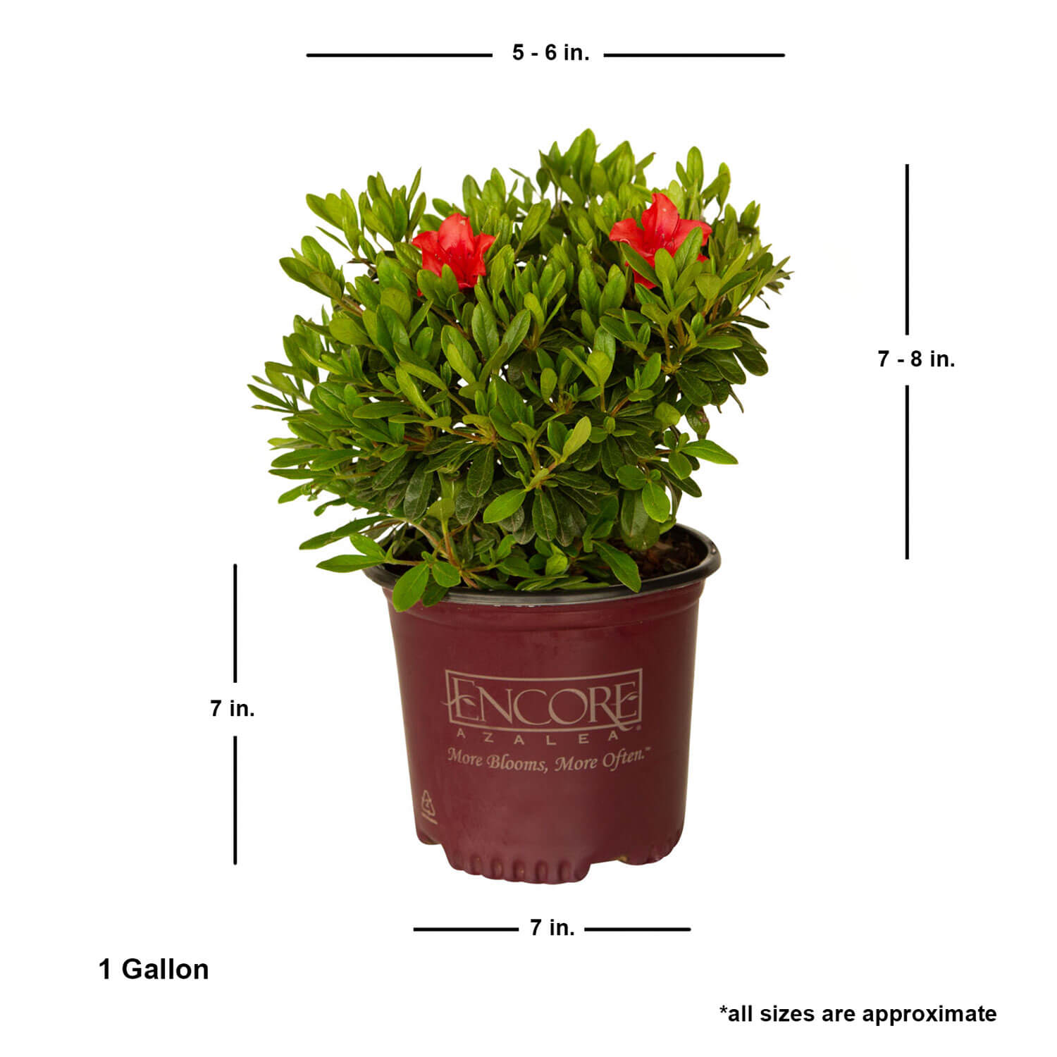1 Gallon Encore Azalea Autumn Sunset for sale with shipped planted dimensions. Ships at approx 7-8 inches tall by 5-6 inches wide