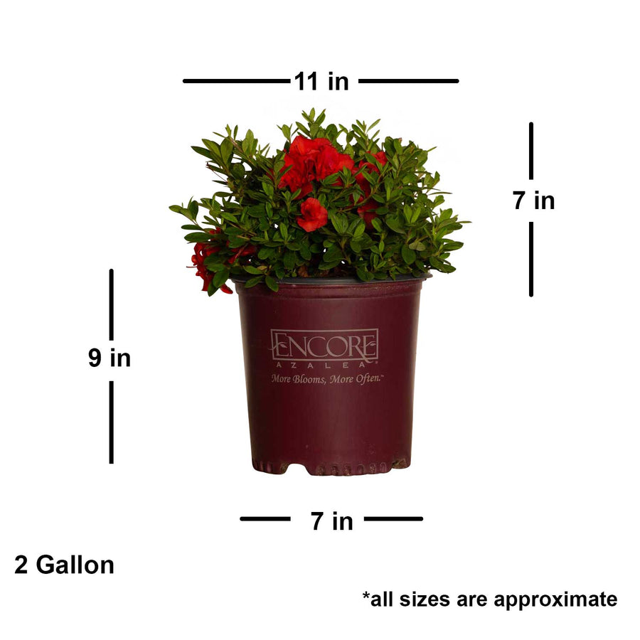 Encore Azalea Autumn Embers® - Reblooming Red Flowers