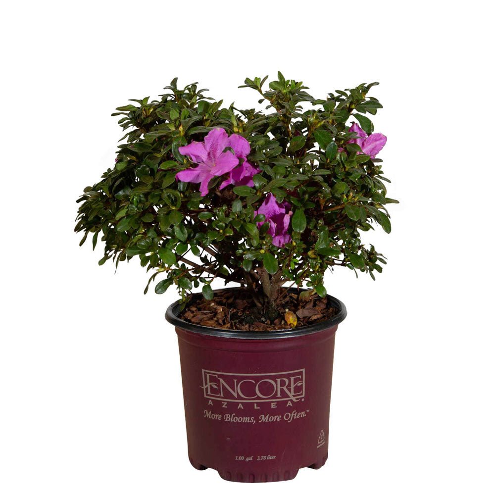 1 Gallon Encore Azalea Autumn Lilac for sale with purple flowers and green foliage in an Encore Azalea pot on a white background