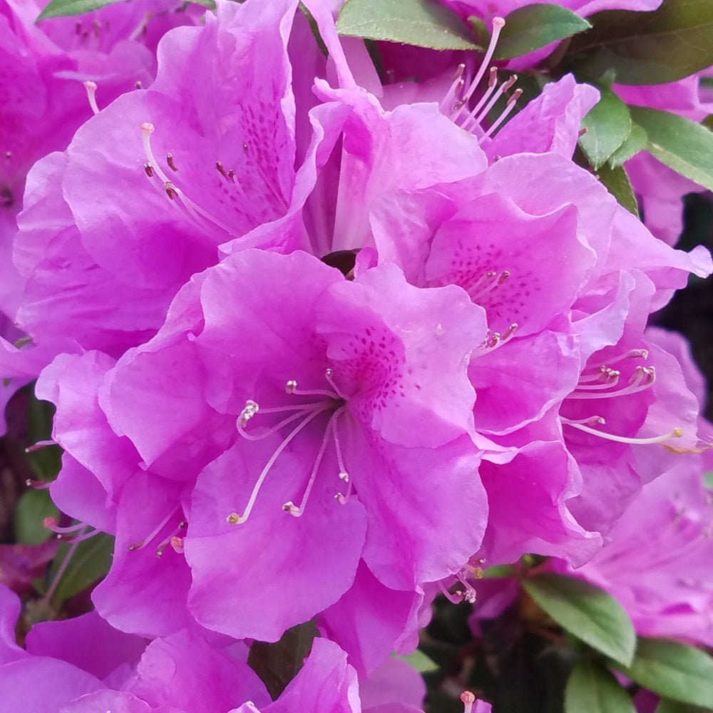 Autumn Lilac® | Encore Azalea