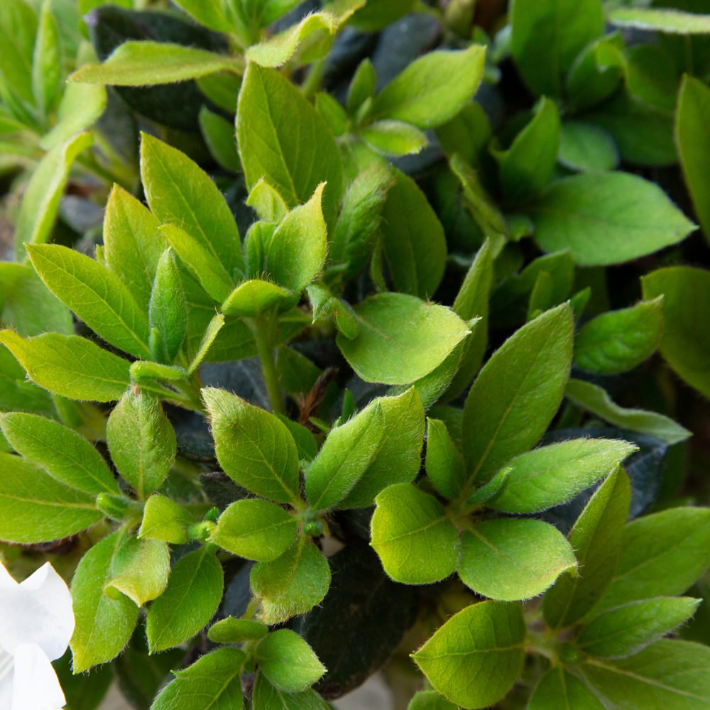 Encore Azalea Autumn Lily green foliage