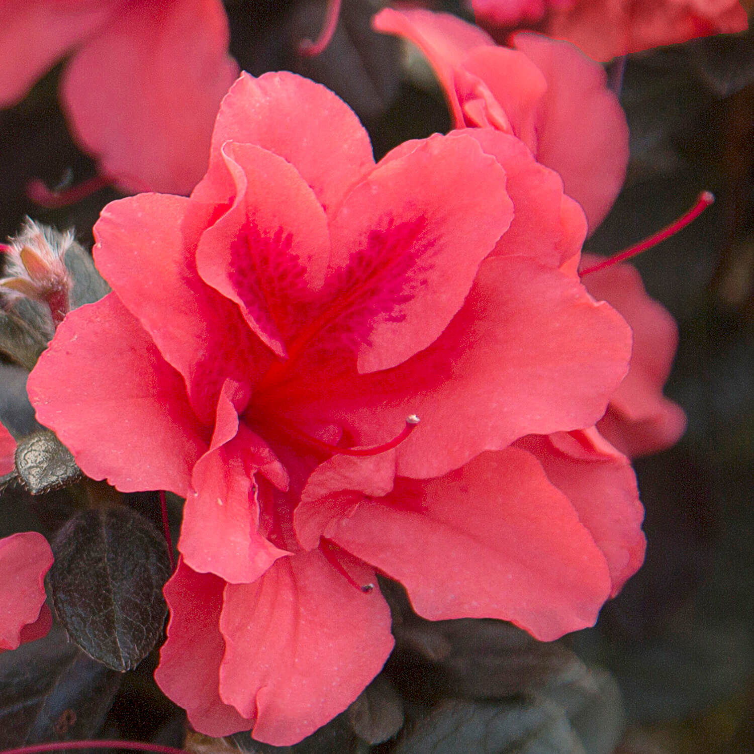 Autumn Princess - Pink Ruffled ReBlooming Azalea | Encore Azalea