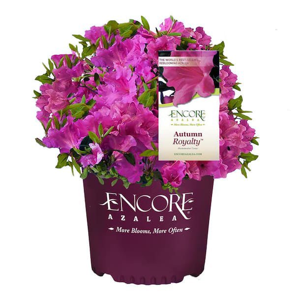 Purple Encore Azalea Autumn Royalty for Sale with pink to purple azalea flowers in an encore azalea container