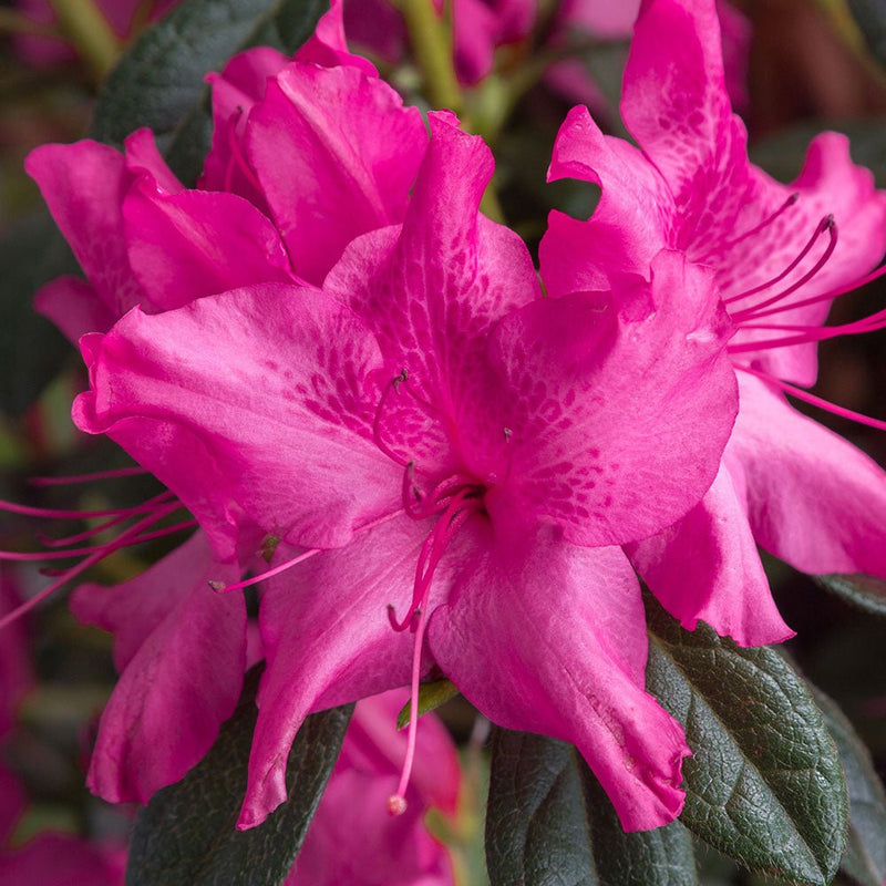 Azalea Coloro Browse by Azalea Bloom Color | Encore Azalea