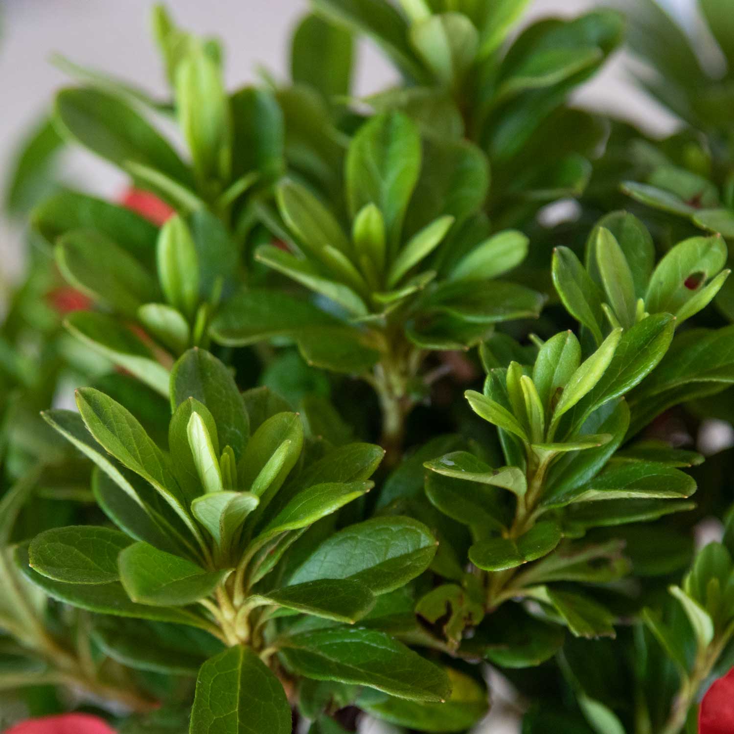 Encore Azalea Autumn Sunset green leaves closeup