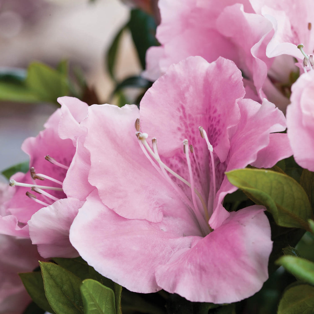 Azalea Coloro Browse by Azalea Bloom Color | Encore Azalea