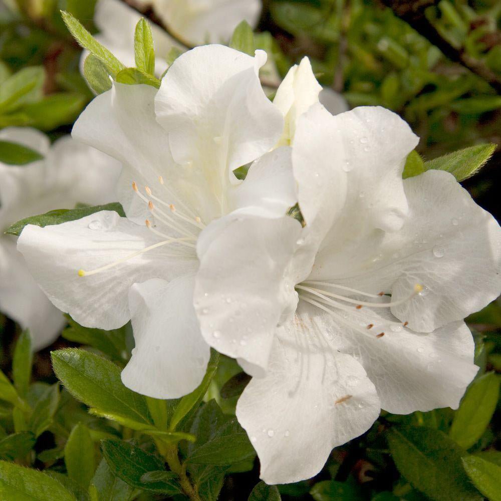 Autumn Ivory® | Encore Azalea