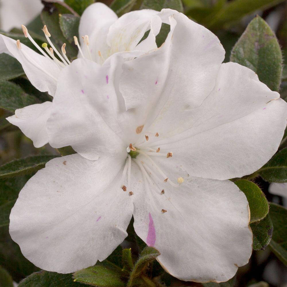 Encore Azalea Autumn Lily white flower with a pink stripe