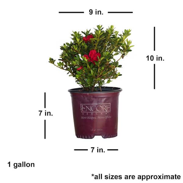 Autumn Bonfire Encore Azalea for sale in a 1 gallon container