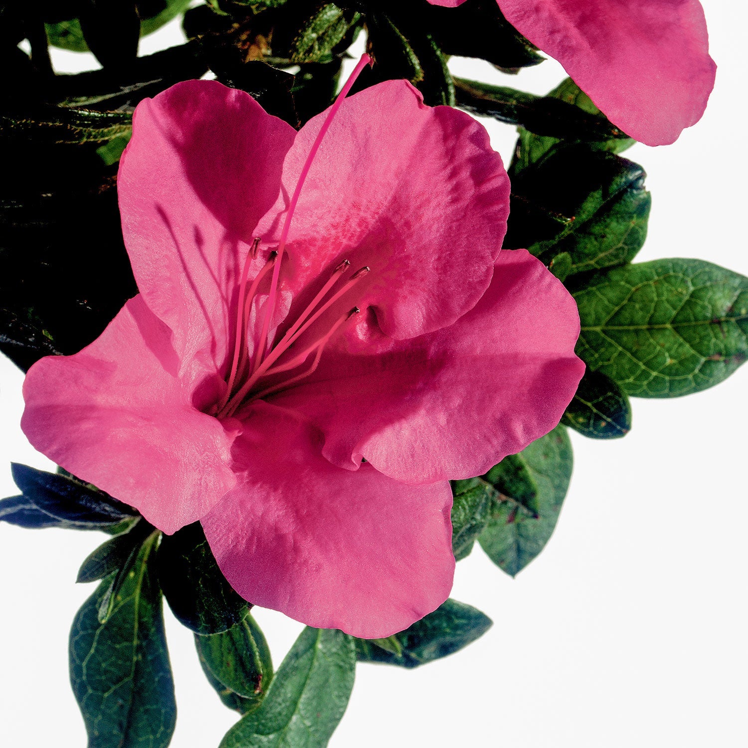Autumn Carnival: Pink Reblooming Azalea | Encore Azalea