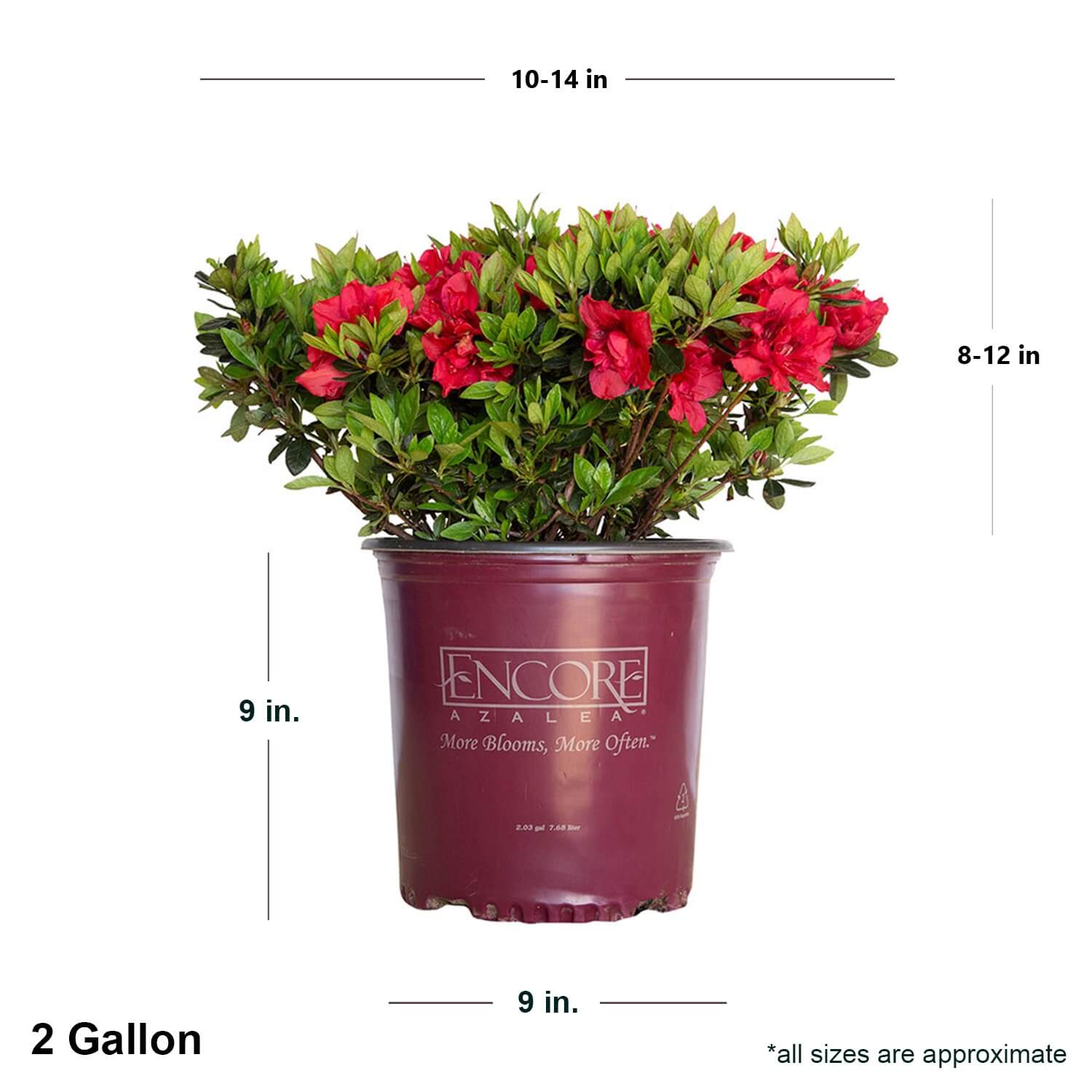 Potted Red Encore Azalea Autumn fire azalea plant with dimensions labeled on a white background