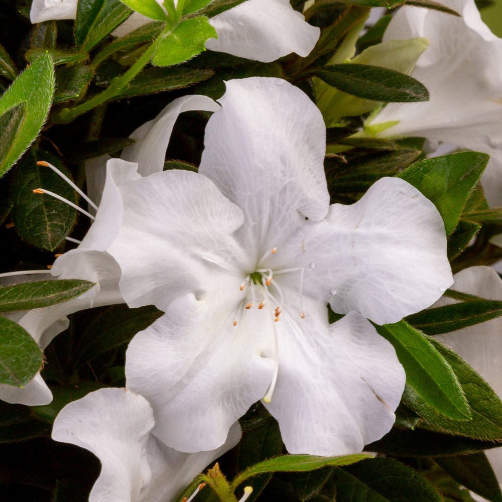 azalea lily white Autumn Ivory®
