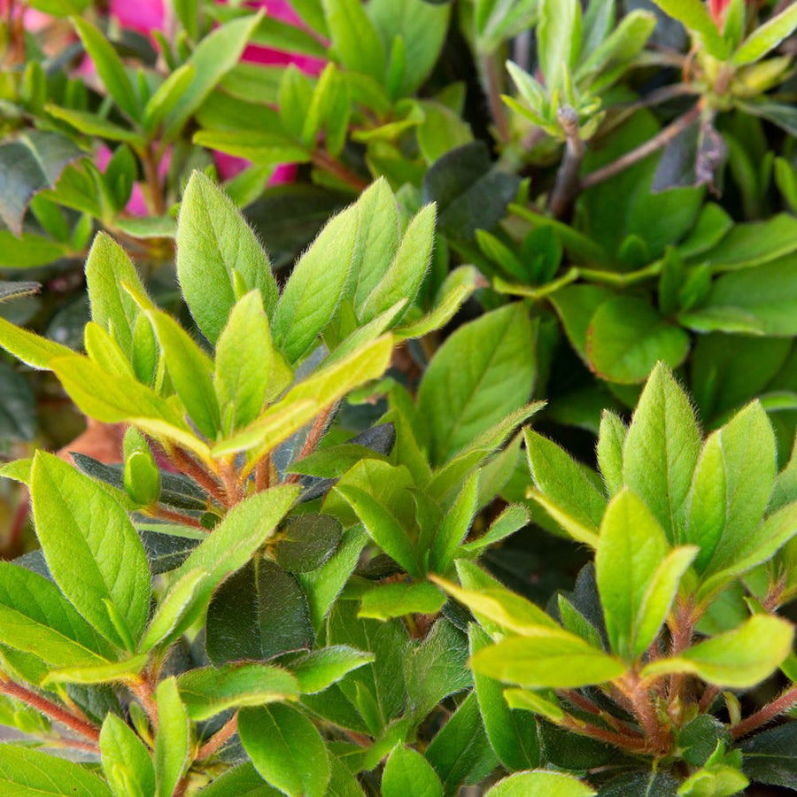 Autumn Sangria - Vibrant Neon Pink Azalea | Encore Azalea