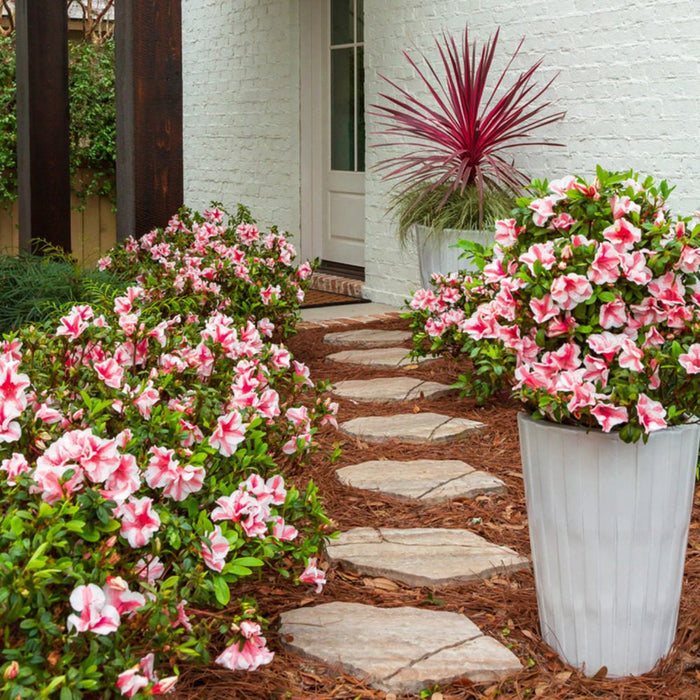 Learn How to Prune Encore Azaleas (A Guide) | Encore Azalea