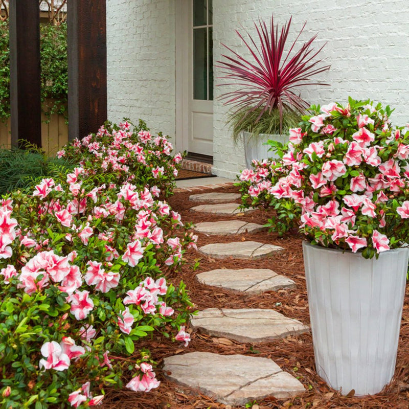 Learn How to Prune Encore Azaleas (A Guide) | Encore Azalea