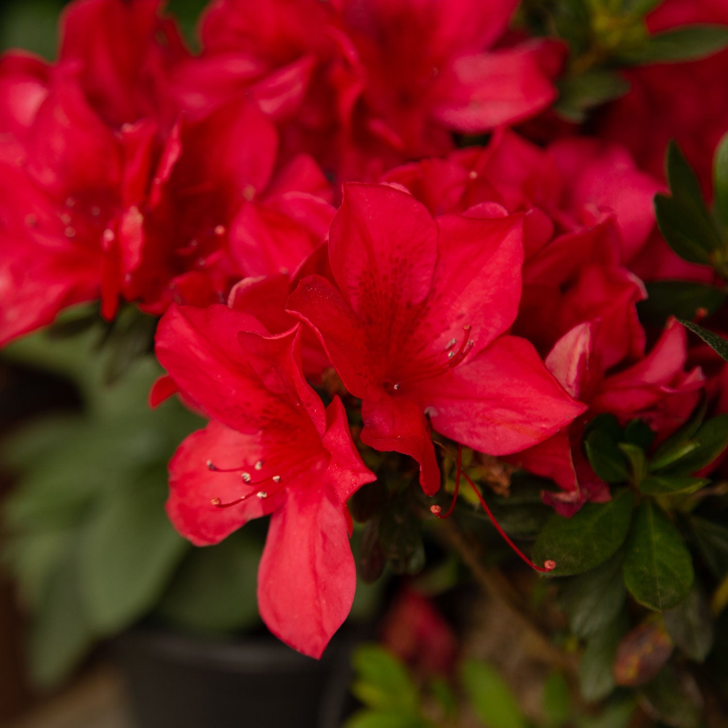 Autumn Bonfire® | Encore Azalea