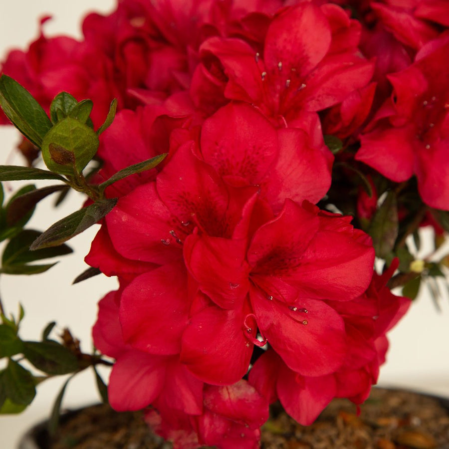 Azalea Confetti Autumn Bonfire® | Encore Azalea