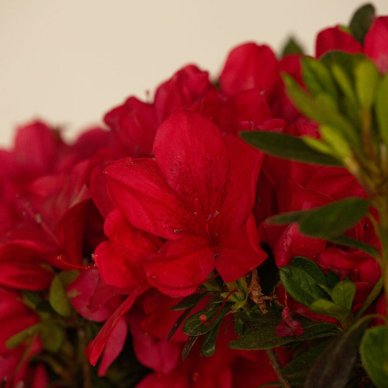 Autumn Bonfire® | Encore Azalea
