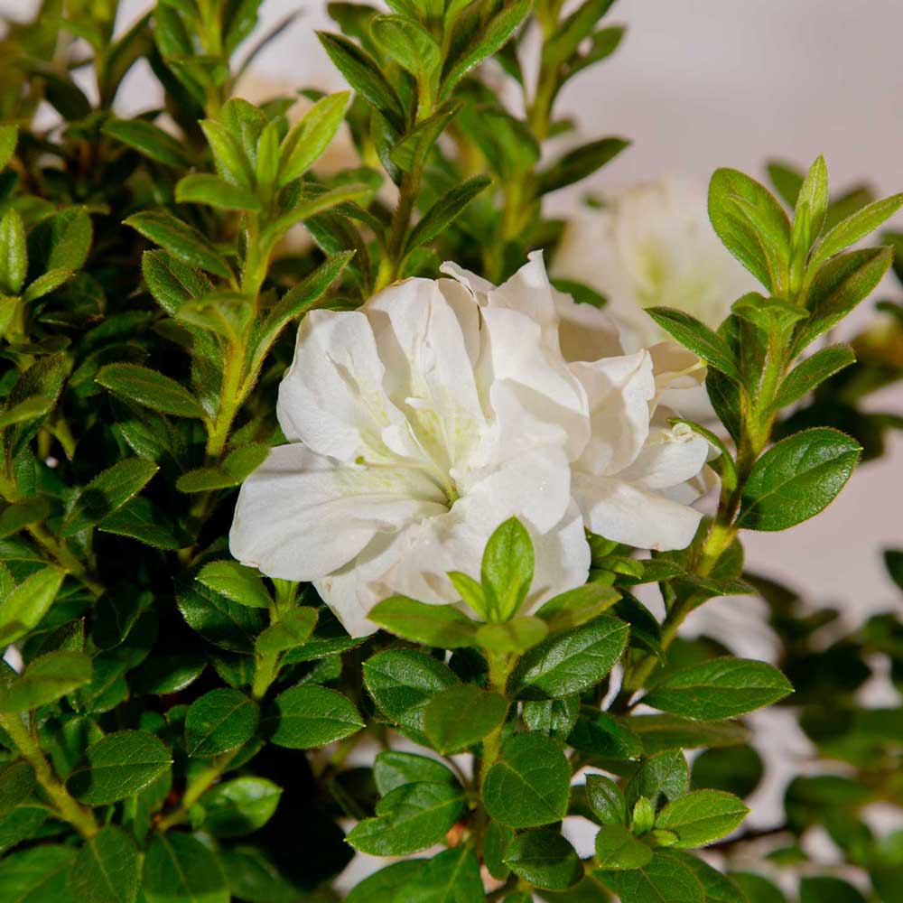 Autumn Moonlight - White Ruffled Rebloomer | Encore Azalea