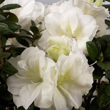 Autumn Moonlight - White Ruffled Rebloomer | Encore Azalea