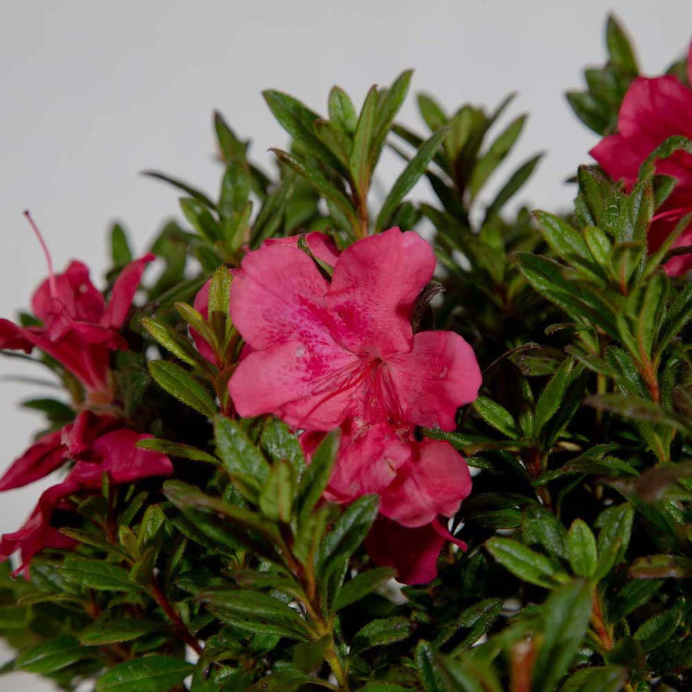 cold hardy encore azalea