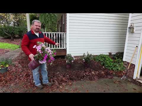 Video with Jim Putnam of Horttube about Autumn Twist Azalea 