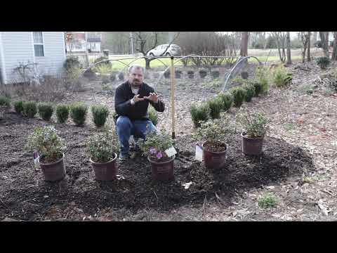 Video with Jim Putnam with Horttube explaining how to plant Autumn Lilac Encore Azaleas
