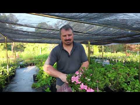 Video with Jim Putnam of Horttube planting, pruning, and growing Autumn Debutante Encore Azalea