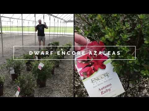 Video with Jim Putnam of Horttube showing 16 dwarf Encore Azalea Varieties
