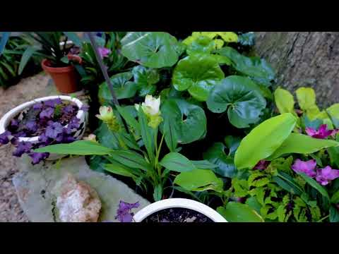 Video with Jim Putnam of Horttube planting Encore Azalea Autumn Majesty