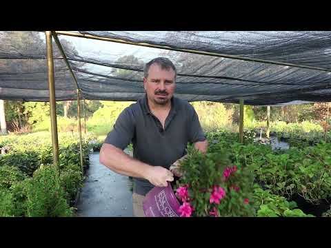 Video with Jim Putnam of Horttube giving a full care guide for Encore Azalea Autumn Sundance