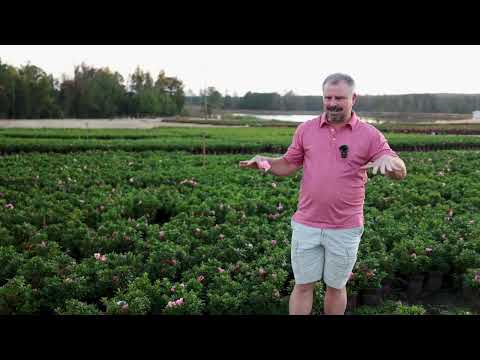 Video with Jim Putnam of Horttube touring nurseries and talking all about various varieties of Encore Azaleas
