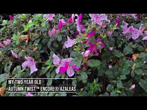 Video with Jim Putnam from Horttube explaining why Encore Azaleas may not be blooming in the summer.