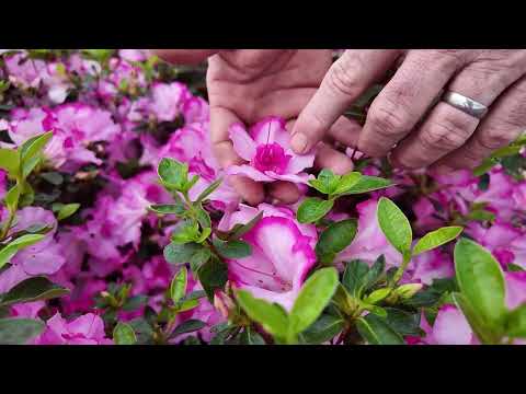 Video with Jim Putnam of Horttube sharing tips about Encore Azalea Autumn Kiss