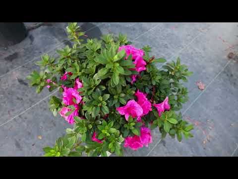 Video with Jim Putnam of Horttube planting, pruning, and growing Encore Azalea Autumn Carnival