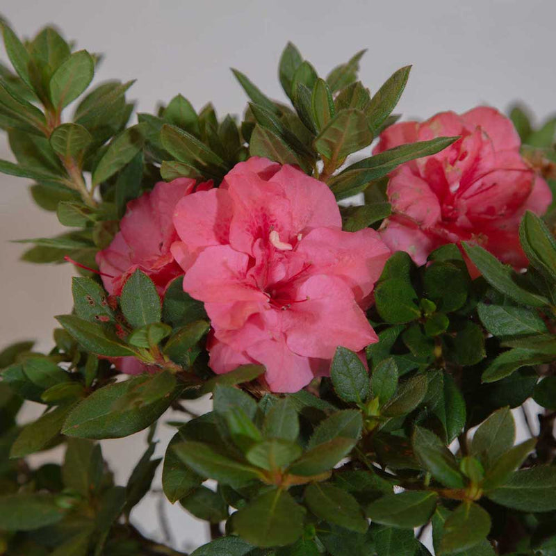 Autumn Rouge: The Orginal Reblooming Azalea | Encore Azalea